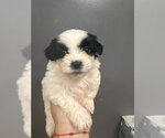 Small #1 Maltipoo (Miniature)