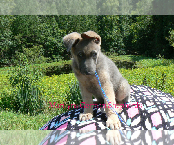 Medium Photo #6 German Shepherd Dog Puppy For Sale in PIEDMONT, MO, USA