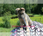 Small #5 German Shepherd Dog