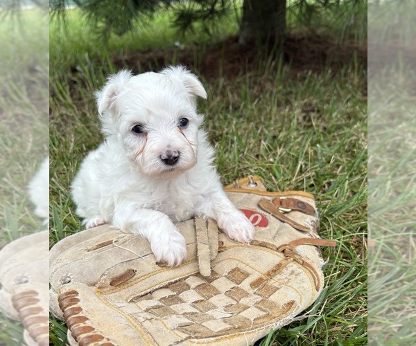 Medium Photo #2 Maltese Puppy For Sale in MIDDLEBURY, IN, USA