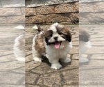 Small Shih Tzu