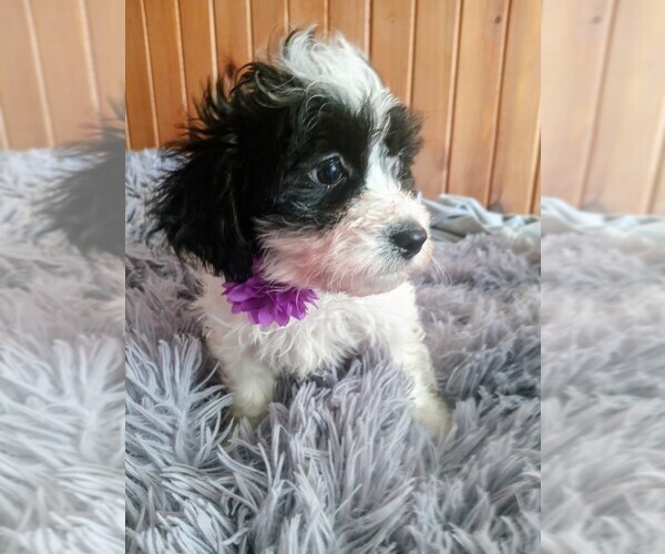 Medium Photo #3 Mal-Shi-Poodle (Toy) Mix Puppy For Sale in WOBURN, MA, USA