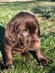 Small Photo #5 Labrador Retriever Puppy For Sale in EATONVILLE, WA, USA