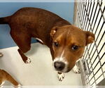Small #1 Mutt