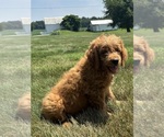 Small #2 Goldendoodle (Miniature)