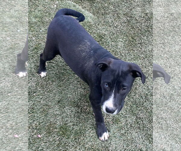 Medium Photo #7 American Staffordshire Terrier-Unknown Mix Puppy For Sale in Tracy City, TN, USA