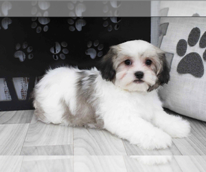 Zuchon Puppy for sale in MARIETTA, GA, USA