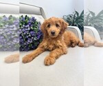 Puppy Kamdyn Double Doodle