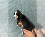 Small #3 Great Dane