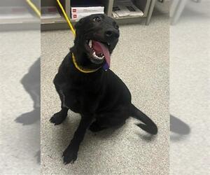 American Pit Bull Terrier-Unknown Mix Dogs for adoption in Pasadena, TX, USA