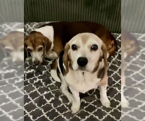 Medium Photo #2 Beagle Puppy For Sale in Tampa, FL, USA