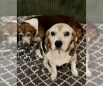 Small #1 Beagle