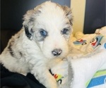 Small #8 Sheepadoodle