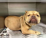 Small Frenchie-Pei