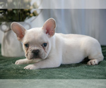 Puppy Flint French Bulldog
