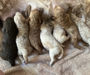 Miniature Labradoodle Puppy for Sale in BLUFFTON, South Carolina USA