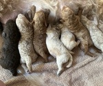 Small Miniature Labradoodle
