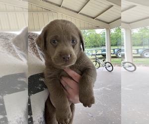 Labrador Retriever Puppy for sale in ARKOMA, OK, USA