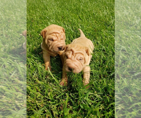 Medium Photo #4 Chinese Shar-Pei Puppy For Sale in DIXON, CA, USA