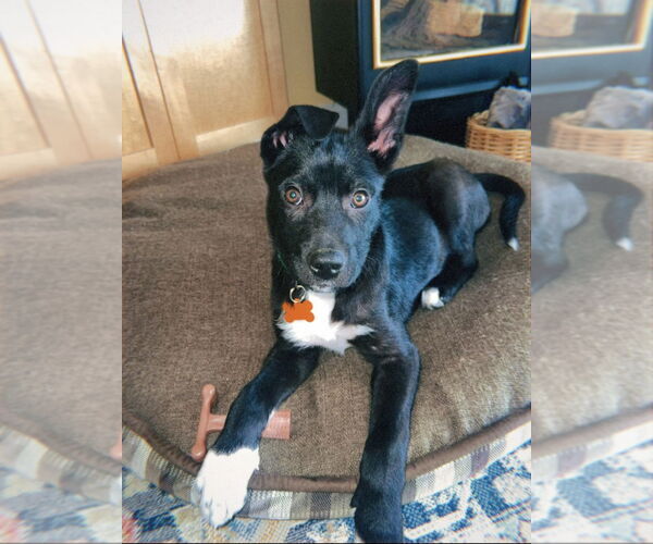 Medium Photo #5 Siberian Husky-Unknown Mix Puppy For Sale in Minneapolis, MN, USA