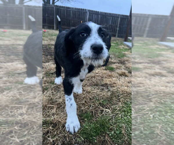 Medium Photo #2 Mutt Puppy For Sale in Aurora, IN, USA