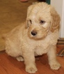 Small Photo #4 Labradoodle Puppy For Sale in BOONE, IN, USA