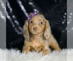 Small Dachshund