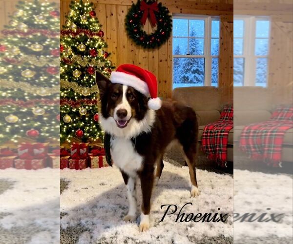Medium Photo #1 Australian Shepherd Puppy For Sale in Highland, IL, USA