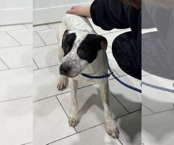 Medium Photo #3 Mutt Puppy For Sale in Plainfield, IL, USA