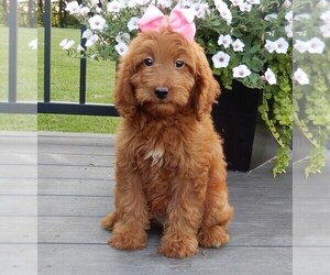 Goldendoodle (Miniature) Puppy for sale in MILLERSBURG, OH, USA