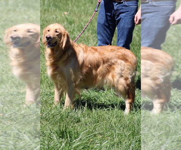 Medium Photo #1 Golden Retriever Puppy For Sale in NEOLA, WV, USA