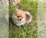 Puppy Pomeranian girl Pomeranian