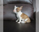 Small #7 Chihuahua