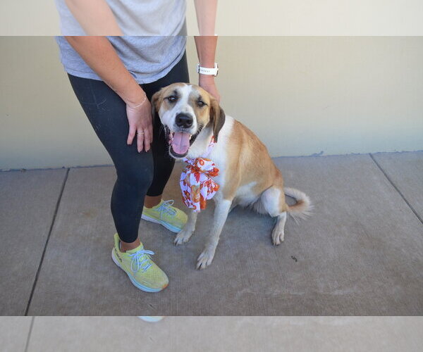 Medium Photo #1 Mutt Puppy For Sale in McKinney, TX, USA