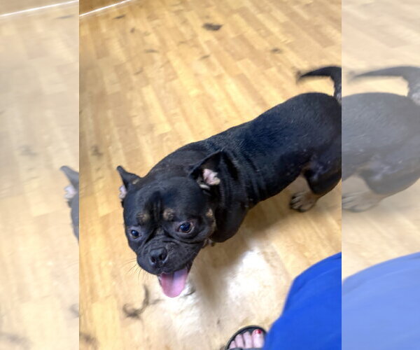 Medium Photo #2 Free-Lance Bulldog Puppy For Sale in Mount Airy, NC, USA