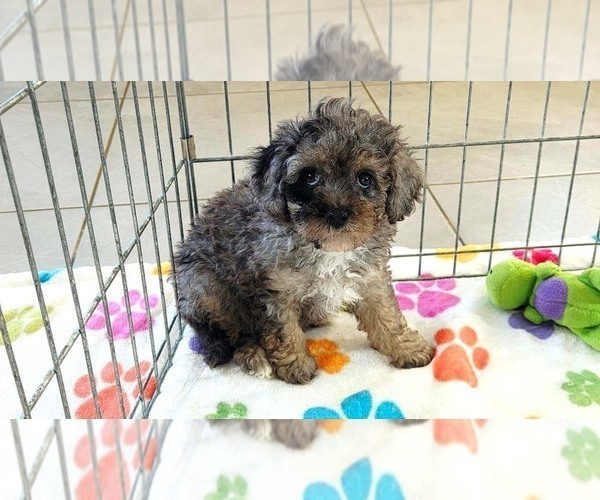 Medium Photo #2 Cavapoo (Miniature)-Poodle (Toy) Mix Puppy For Sale in ORO VALLEY, AZ, USA