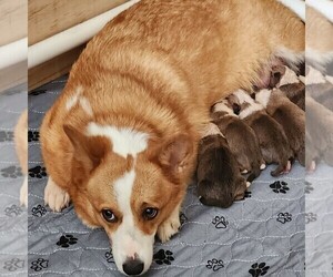 Mother of the Pembroke Welsh Corgi puppies born on 09/04/2025