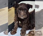 Small Photo #2 Schnauzer (Miniature) Puppy For Sale in HATTIESBURG, MS, USA