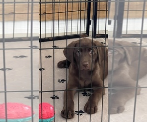 Labrador Retriever Puppy for sale in KISSIMMEE, FL, USA