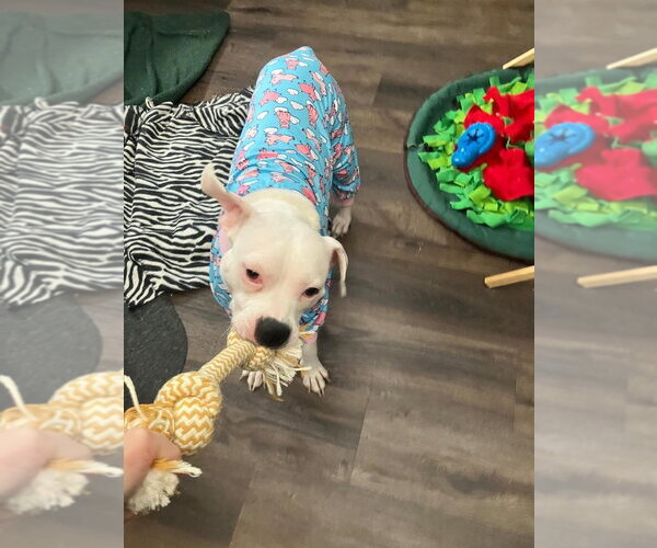 Medium Photo #5 Mutt Puppy For Sale in Plainfield, IL, USA