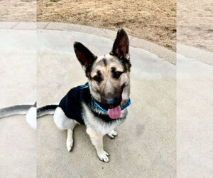 German Shepherd Dog Dogs for adoption in Roseville, MN, USA