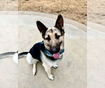 Small German Shepherd Dog