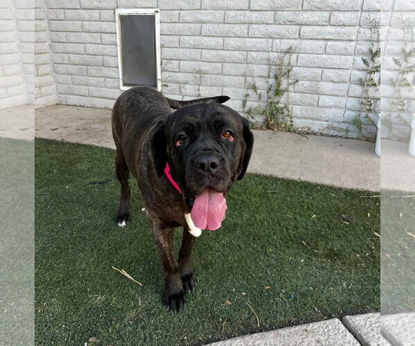Medium Photo #4 Mastiff Puppy For Sale in Goodyear, AZ, USA