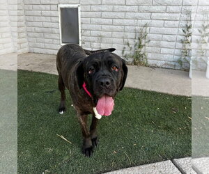 River - REDUCED ADOPTION DONATION - Female Mastiff Dog for Adoption - Photo #4