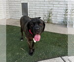 Small Photo #4 Mastiff Puppy For Sale in Goodyear, AZ, USA