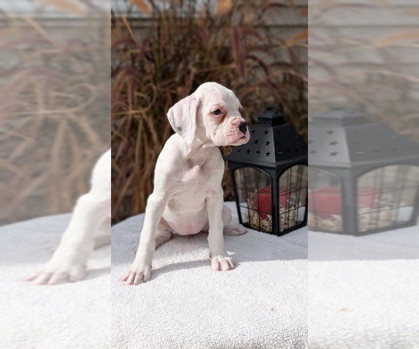 Medium Photo #5 Boxer Puppy For Sale in GOSHEN, IN, USA