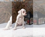 Small #4 Boxer