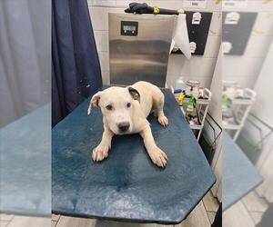 Medium American Bulldog Mix