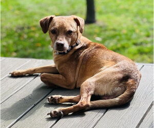 Chihuahua-Labrador Retriever Mix Dogs for adoption in Germantown, OH, USA