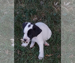 Australian Stumpy Tail Cattle Dog-Jack Russell Terrier Mix Puppy for sale in LA SALLE, IL, USA